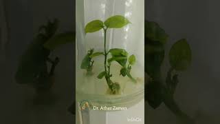 In vitro shoot proliferation of Jasmine Jasminum sp Synergistic effects of phytohormones seen [upl. by Banquer787]