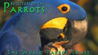 Protectors of the Parrots  World Parrot Trust [upl. by Philine]