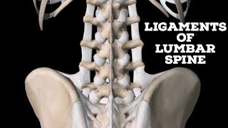 Ligaments of lumbar spine [upl. by Cody]