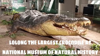 Lolong The Largest Crocodile  National Museum Of Natural History [upl. by Elak]