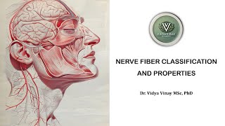 Nerve Fiber Classification And Properties  Physiology  VidyaVinay Academy [upl. by Jillana]