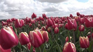 NoordHolland Noord kan veel meer verdienen met tulpentoerisme quotWe zijn te bescheidenquot [upl. by Lewak]