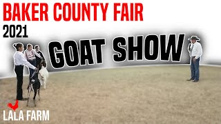 SHOWING A GOAT AT THE COUNTY FAIR • Tips amp Tricks [upl. by Binky]