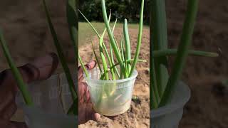 How To Grow Green Onions From Kitchen Scraps [upl. by Julia]