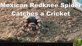 Mexican Redknee Tarantula Spider Catches a Cricket [upl. by Kawai]