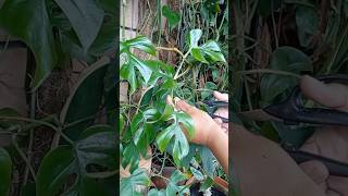 Rhaphidophora tetrasperma propagation houseplant diy gardenhacks handmade terracottapots fyp [upl. by Hulda783]