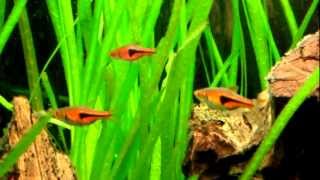 RASBORA ESPEI  Trigonostigma Espei [upl. by Hutton181]