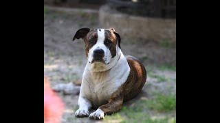 Амстаффтерьер Мой Арчи Наш мартAmerican Staffordshire Terrier My Archie Our March [upl. by Archy574]