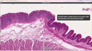 Histology around the Gastrooesphageal junction [upl. by Elayor779]