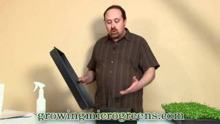 Growing Microgreens  Hydroponic Method Part 2  How To Grow Micro Greens [upl. by Zinnes]