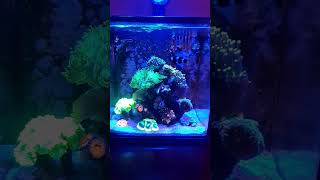 3 gallon pico  reefing [upl. by Rosecan]