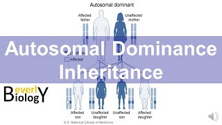 Autosomal Dominance Genetic Inheritance story based [upl. by Kcirdneked381]