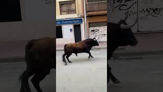 Toro MANSO en las fiestas de un pueblo en Castellón spain bulls bull toro [upl. by Antin494]