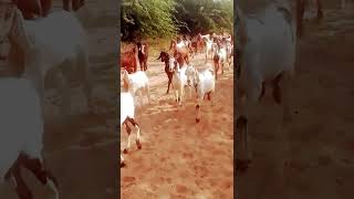 Bakriyan a rahi hai video 🐐 [upl. by Claudio]