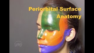 Surface anatomy of the Periorbital Region A Beginners guide [upl. by Trammel]