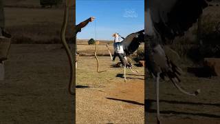 Tall Elegant and Deadly The Fascinating Life of Secretary Birds [upl. by Alma372]