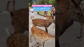 奈良公園 外国人と鹿 子供達と鹿 deer shots [upl. by Tiff723]