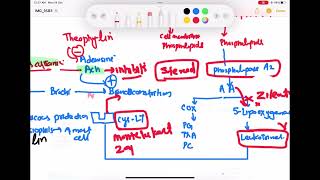 Anti Asthma drug pharmacology part 2 Respiratory 61  First Aid USMLE Step 1 in UrduHindi [upl. by Lua]