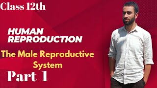 The Male Reproductive System Human ReproductionNEETBiology [upl. by Georas]