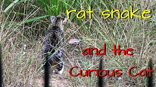 Rat Snake and the Curious Cat [upl. by Annahaj354]