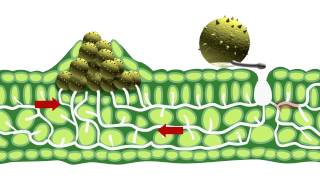 Disease epidemiology and fungicide use [upl. by Attenahs]