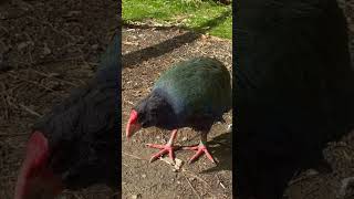 When a takahe acts like a pet cute newzealandadventures takahe newzealandnature [upl. by Aisatna]