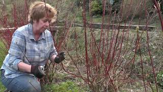 How to cut back cornus [upl. by Llert796]