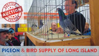 The Best PIGEON Auction  Long Island NY [upl. by Anaujait]