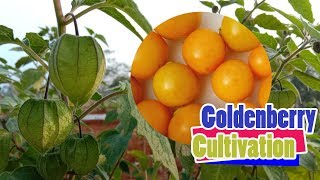 Top 10 Amazing Health Benefits of Physalis Cape gooseberry Fresh Fruit  fruit of the month [upl. by Reddin558]