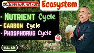 Nutrient Cycle  Carbon Cycle  Phosphorus Cycle  NEETCUET12th  RK Sir [upl. by Salokcin728]