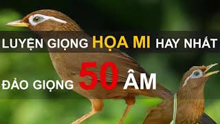 35 phút mỗi ngày luyện giọng Họa Mi hót hay nhất [upl. by Dasa970]