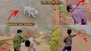 Labrador ￼vlog 😁 ￼ Aaj pehli bar Nikle bahar labrador puppy 🐶 [upl. by Estis410]