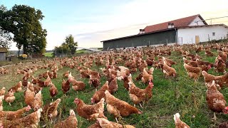 235 Billion Chickens Are Raised This Way By European Farmers  Chicken Farming [upl. by Jordan267]