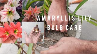 Amaryllis lily bulbs care and flowering gardeningvideos amaryllis bulbs [upl. by Hamal]