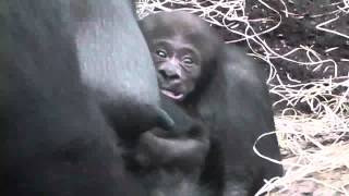 1 Week old Gorilla Baby  Munich Zoo  1 Woche altes Gorilla Baby Tierpark Hellabrunn [upl. by Peyter]