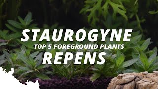 staurogyne repensWhat are the most popular foreground plants  Part 3  5 [upl. by Reisinger]