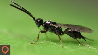 Invasion Of The Body Snatchers  Parasitoid Wasp [upl. by Atiuqcir]