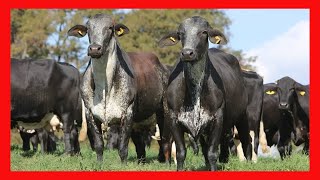 🔴 RAZA GIROLANDO PRODUCCION DE LECHE ✅ Vacas Lecheras y Carnicas [upl. by Netsirk]