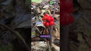 Jack in the Pulpit Berries plants flowers wildflowers nature botany biology nature [upl. by Bay]