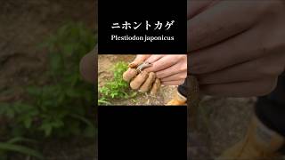 ニホントカゲ Plestiodon japonicus [upl. by Anerhs]