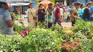 Galiff StreetKolkata Plant Market Biggest Plant Market in India Visiting Kolkata Galiff Street [upl. by Aniret]