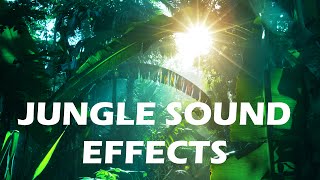 Jungle and Rainforest Sound Effects  Tropical Forest Ambiences from Costa Rica [upl. by Zarger]