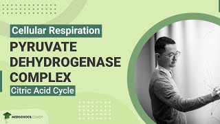 Pyruvate Dehydrogenase Complex and Citric Acid Cycle [upl. by Lyrahs407]