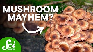 10 Incredible Facts About Mushrooms You Wont Believe [upl. by Yht]