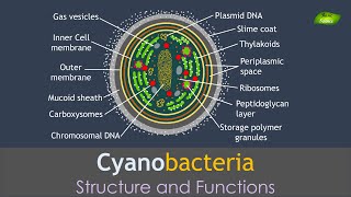 Cyanobacteria  Structure and Functions  Basic Science Series [upl. by Stroup]