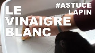 Astuce Lapin Le vinaigre blanc [upl. by Monson589]