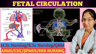 Fetal Circulation  Embryology  Fetoplacental Circulation  Circulatory System  Detail explanation [upl. by Nestor]