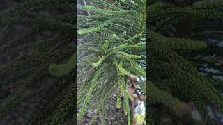 Araucaria Columnaris quotCook Pinequot [upl. by Anawik]