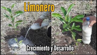 Fertilizante para Crecimiento y Desarrollo 🌿 Rápido de Citricos 🍋 [upl. by Lalise]