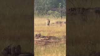 Best video amazing video nature real tiger umeshofficial shortsvideo 🐅 tiger [upl. by Zeralda]